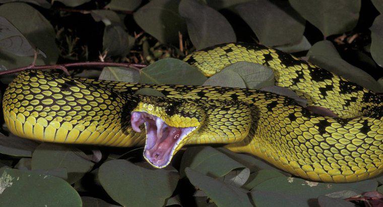 Welche Nahrung frisst die Viper-Schlange?