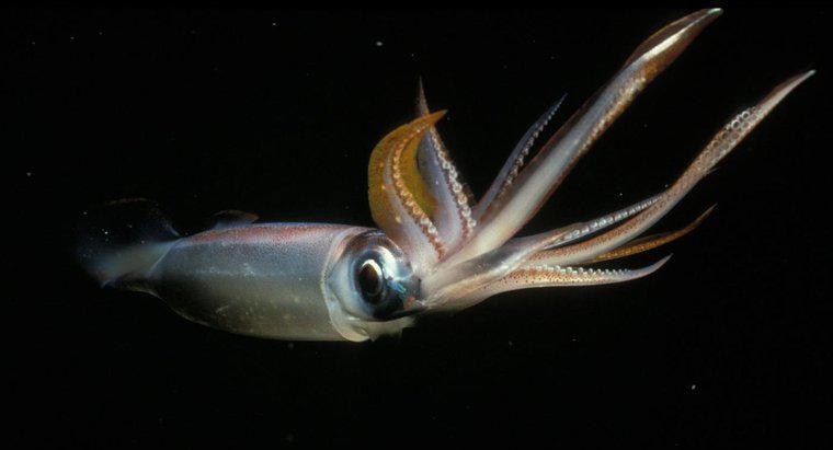 Ist ein Tintenfisch ein Baby-Oktopus?