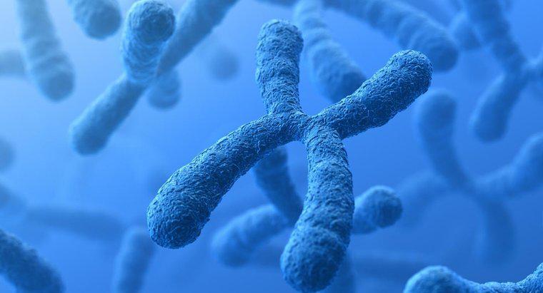 Was ist der Unterschied zwischen Chromosomen und Genen?
