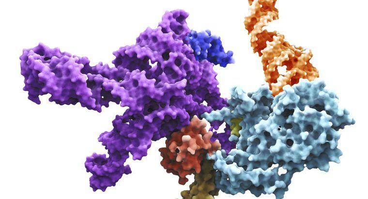 Was ist RNA-Primase?