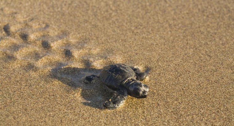 Wie schnell bewegt sich eine Schildkröte?