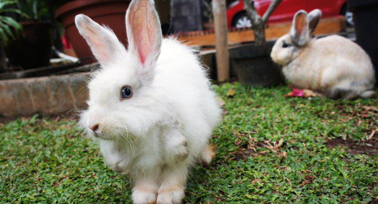 Wie oft paaren sich Kaninchen?