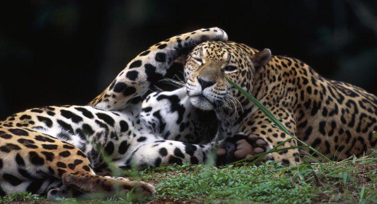 Wie heißt ein weiblicher Jaguar?