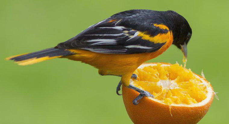 Welche Tiere essen Orangen?