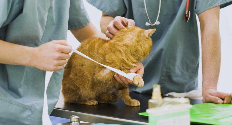 Kann Neosporin bei Katzen verwendet werden?