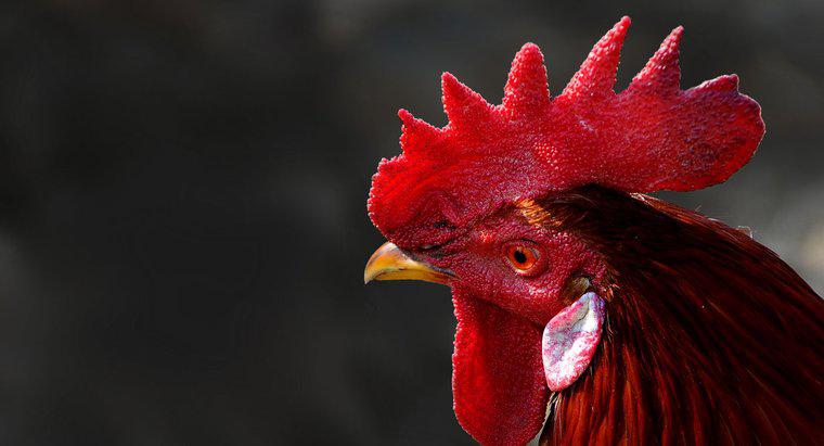 Wie heißt das rote Ding auf dem Kopf eines Hahns?