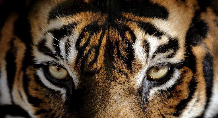 Welche Augenfarbe haben Tiger?