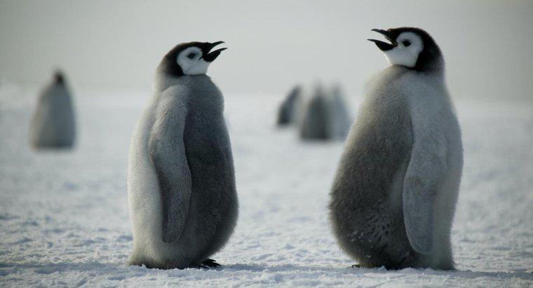 Wie kommunizieren Pinguine?
