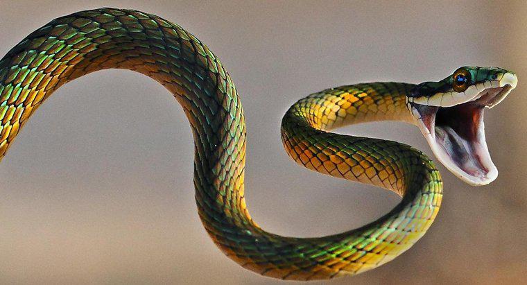 Was ist die Beziehung zwischen Skorpionen und Schlangen?