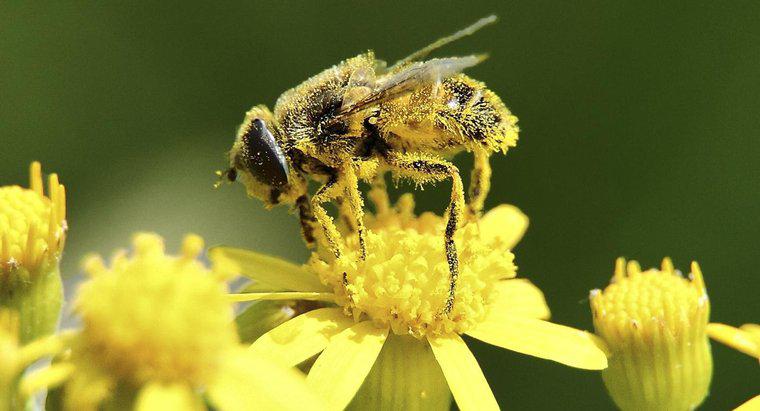 Wo wird Pollen produziert?