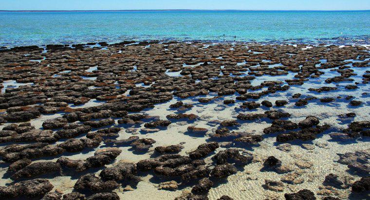 Was sind Stromatolithen?