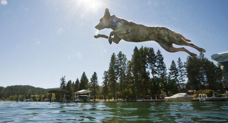 Welche Hunde haben Schwimmfüße?