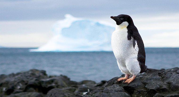 Was verhindert die Nutzung der Ressourcen der Antarktis?