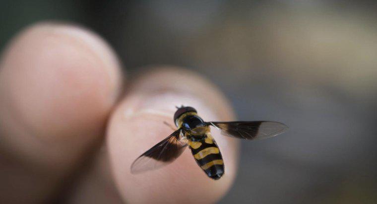 Was sind die Anzeichen und Symptome einer Bienenstichallergie?