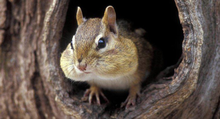 Wo leben Streifenhörnchen auf der Welt?