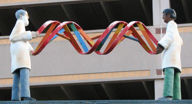 Wie bestimmt die DNA die Eigenschaften eines Organismus?