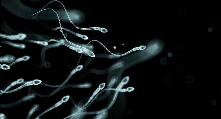 Wie oft produzieren Männer Sperma?
