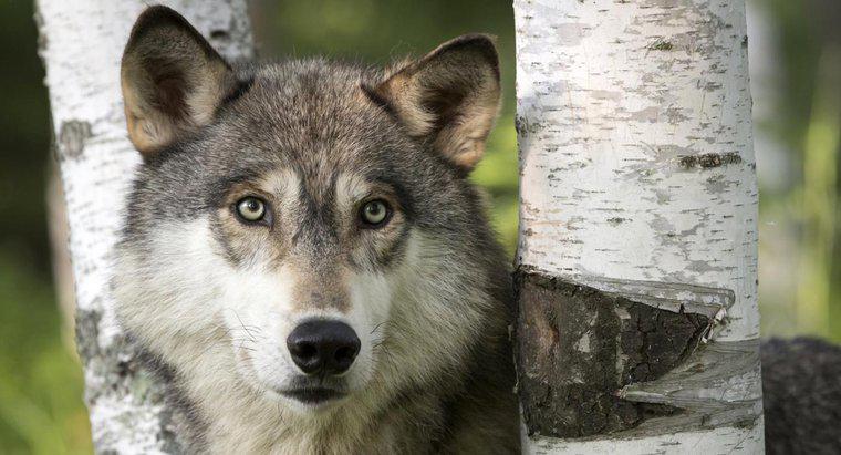 Was wird getan, um den Grauen Wolf zu retten?