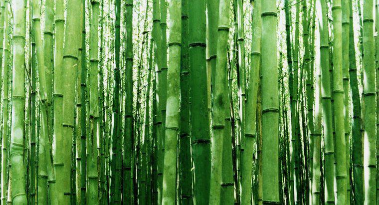 Wie nimmt man Stecklinge aus Bambus?