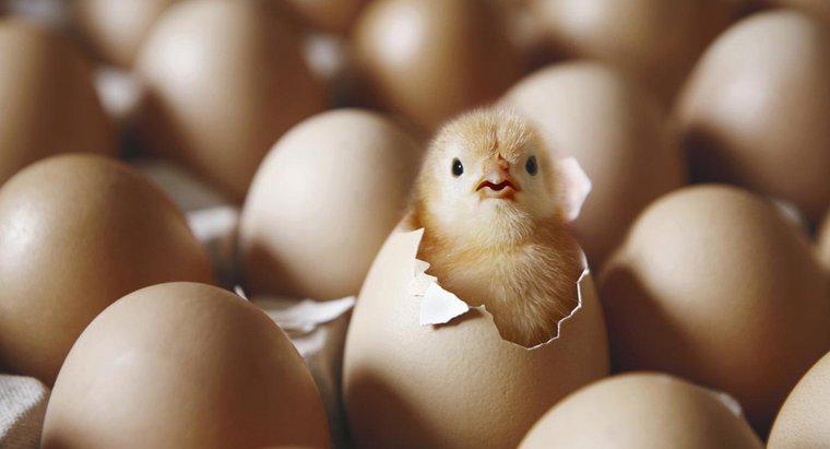 Was war zuerst da, das Huhn oder das Ei?