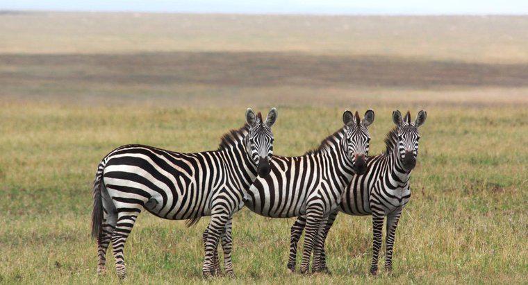 Wandern Zebras?