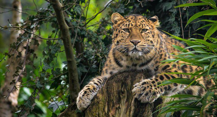 Was sind einige Fakten über den Amur-Leopard?