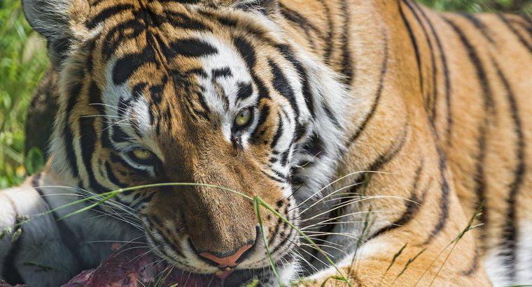 Was essen sibirische Tiger?