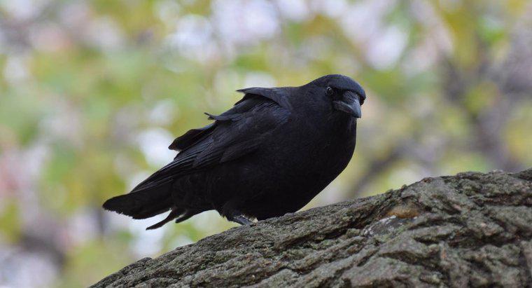 Was symbolisiert eine schwarze Krähe?
