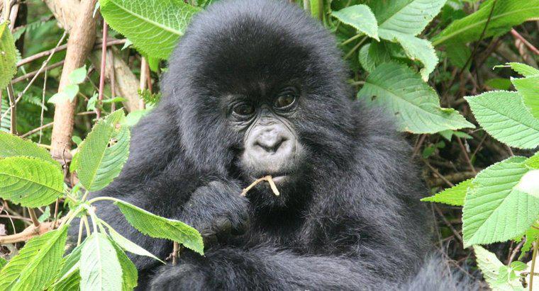 Wie passen sich Gorillas an ihre Umgebung an?