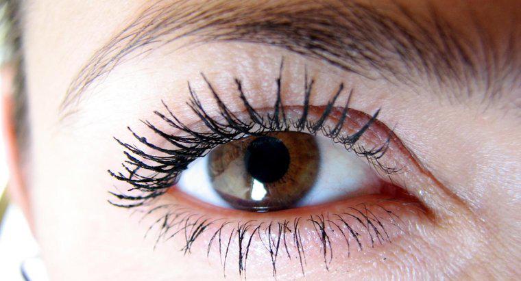 Wie viele Wimpern hat das durchschnittliche menschliche Auge?