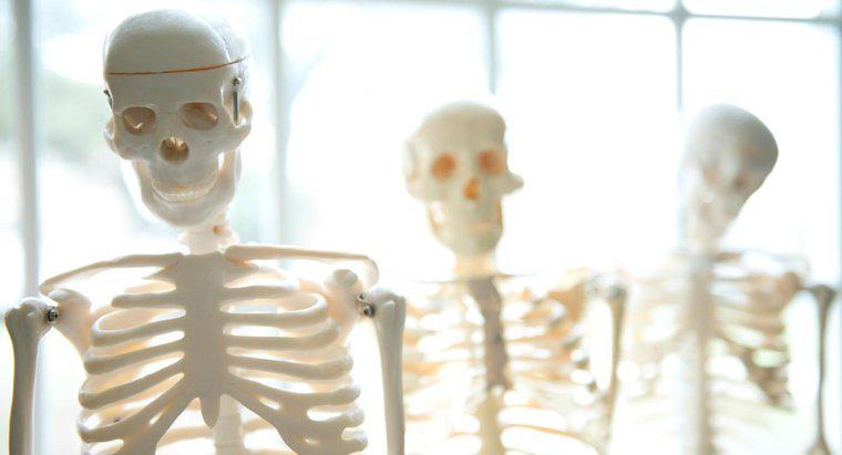 Welche Funktionen hat das menschliche Skelett?