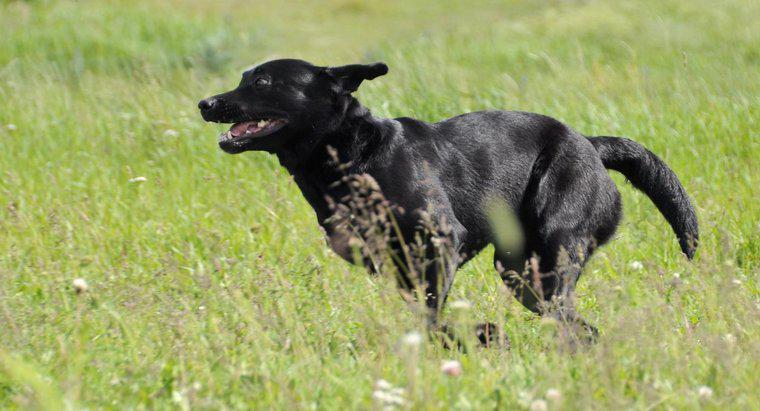 Wie schnell laufen Labrador Retriever?