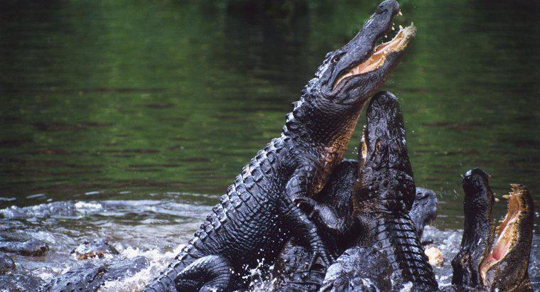 Wer sind die Feinde von Alligatoren?