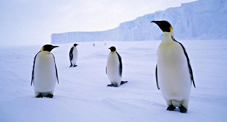 Warum leben Pinguine in der Antarktis?
