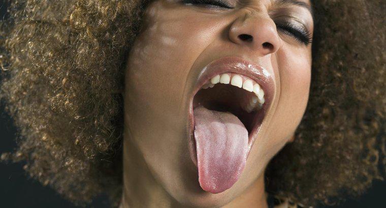 Ist die Zunge ein Gewebe, ein Organ oder ein Organsystem?
