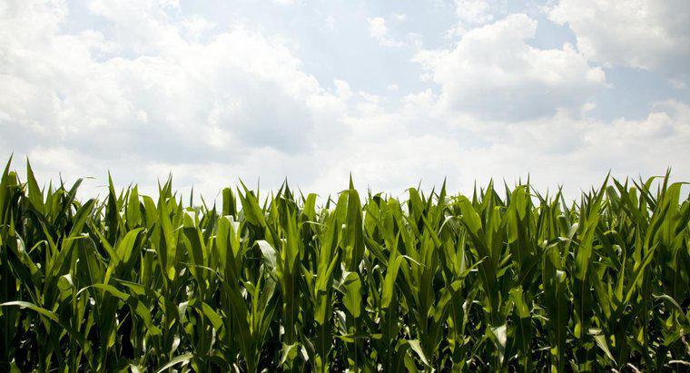 Welche wirtschaftliche Bedeutung hat Mais?