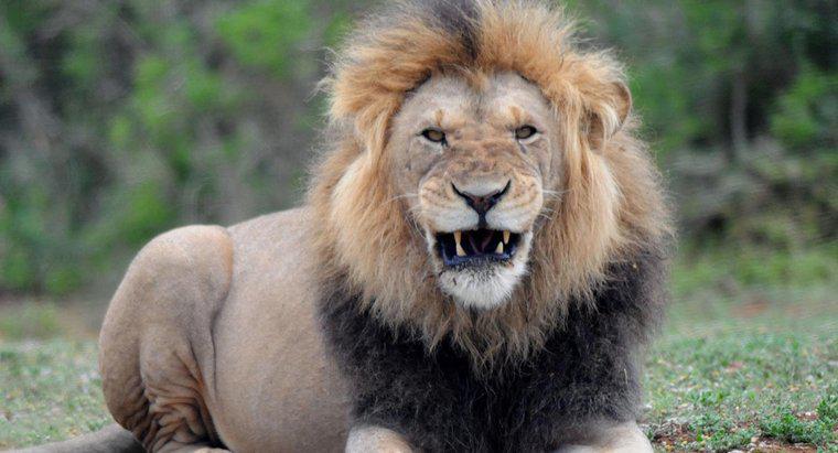 Was ist das Durchschnittsgewicht eines männlichen Löwen?