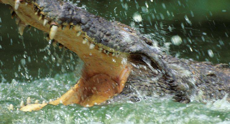 Warum leben Krokodile im Wasser?