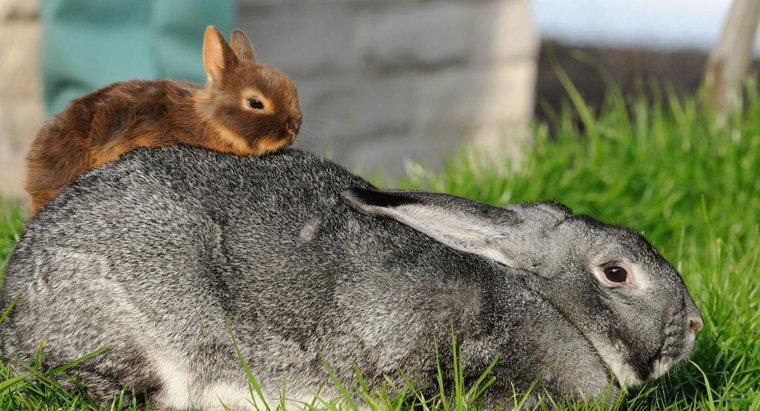 Was ist die kleinste Kaninchenrasse?