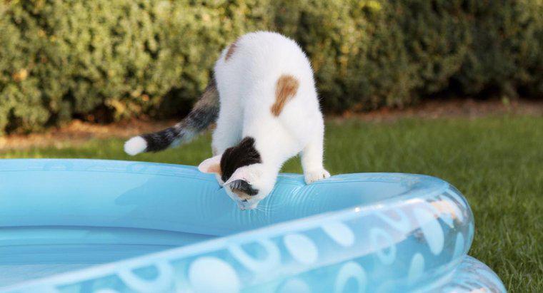 Können Hauskatzen schwimmen?