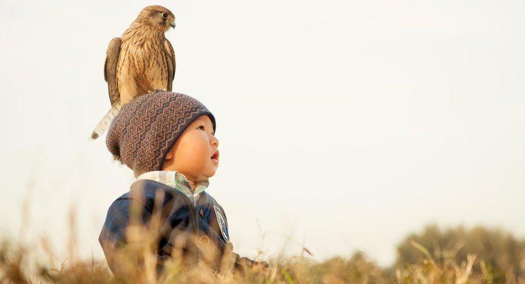 Was ist der Unterschied zwischen Adlern, Falken und Falken?