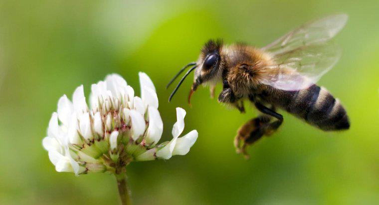Warum ist es wichtig, dass Honigbienen sterben?