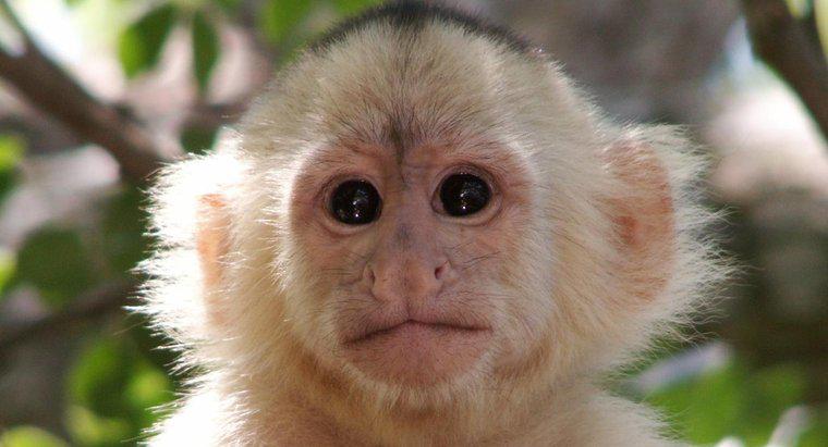 Was ist der wissenschaftliche Name für einen Affen?