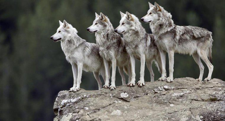 Was sind einige interessante Fakten über graue Wölfe?