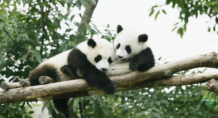 Was sind die Raubtiere des Pandas?