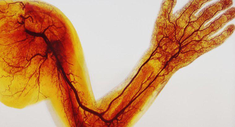 Was ist der Unterschied zwischen Venen, Arterien und Kapillaren?