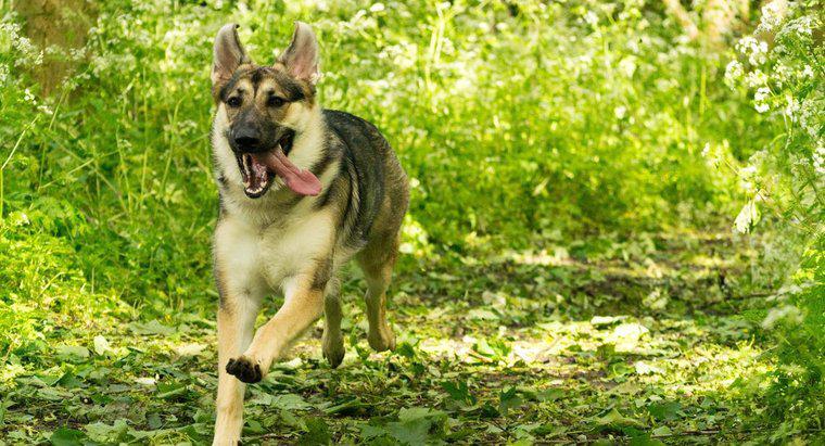 Wie schnell kann ein Deutscher Schäferhund laufen?