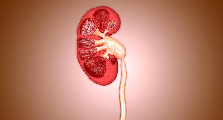 Wie groß ist eine normale Niere?