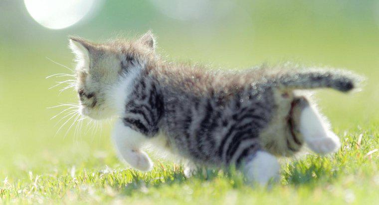 Wie schnell kann eine Katze laufen?