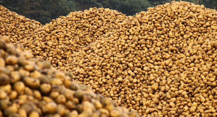 Wie vermehren sich Kartoffeln?